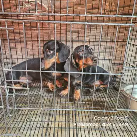 Dijual sepasang anjing Minitekel siap kawin