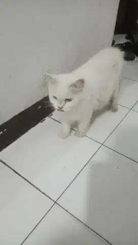 Anakan kucing Persia unyu2