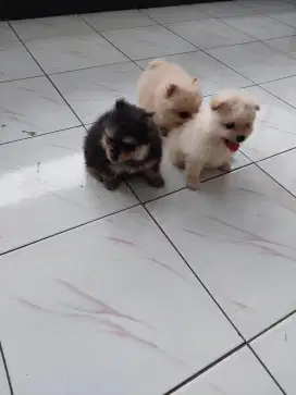 Anjing di jual mini pom dan superminipom