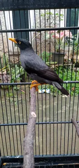 Burung jalak kebo semi Maput mapan gacor siang malem