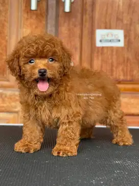 Poodle Menggemaskan dan Lucu