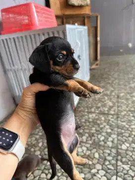 Anjing mix chihuahua dan dachshun