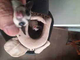 SUGAR GLIDER adopsi murah