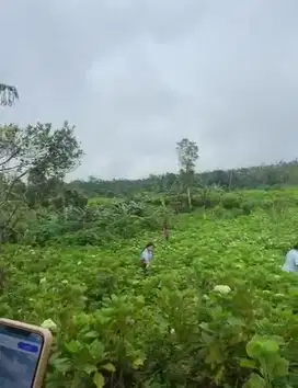 Dijual Cepat Tanah Perkebunan di Pucak Manik Wanagiri