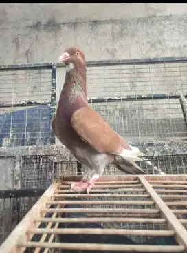 Burung dara kalong