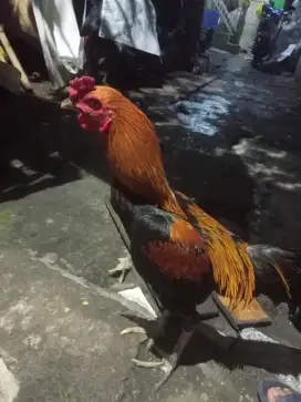 Ayam Kampung Jago