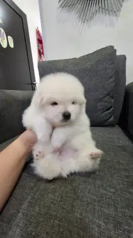 Superminipom ,minipom Pomeranian pure