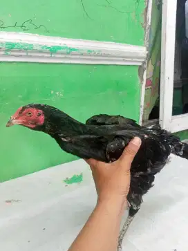 Ayam kampung betina 2 ekor