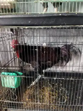 Ayam hias Brahma dan bekisar