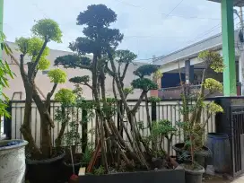 jual cepat pohon bonsai