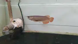 Arowana super red