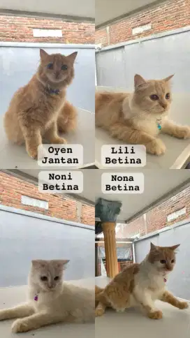 Anak kucing piaraan