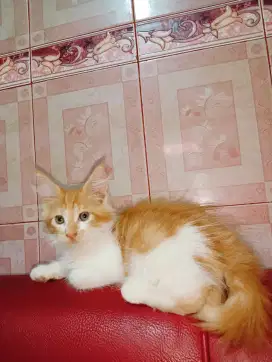 Mainecoon pure jantan besar