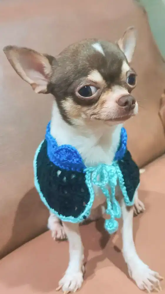 Indukan Chihuahua Jantan Shorthair