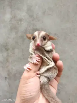 Sugar glider Caramel betina 5 bulan