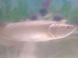 Ar0wana 40 cm Mulus Keren