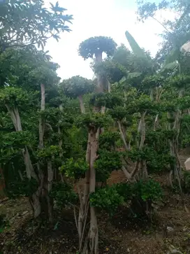 Bonsai dolar taman