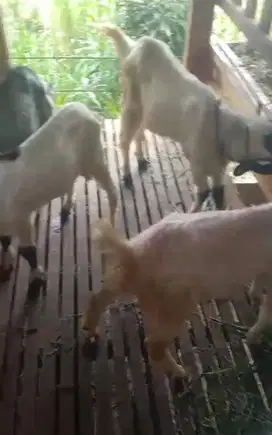 12 ekor kambing jantan 7-8 bulanan 25kiloanUP siap penggemukan qurban