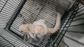 sugar glider sepasang white mozaik x wf mozaik