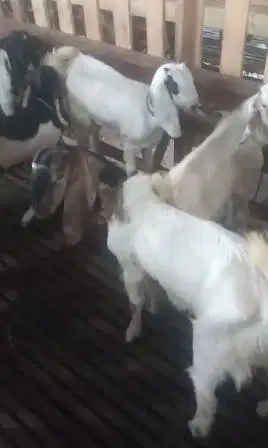 12 ekor kambing jantan 25kiloan 7-8 bulanan siap penggemukan kurban ok