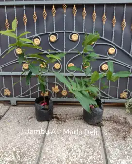 Bibit Jambu Air Madu Deli