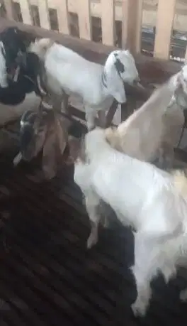 12 ekor kambing jantan 25kiloan 7-8 bulanan siap penggemukan qurban ok