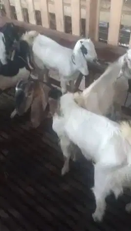 12 ekor kambing jantan 25kiloan 7-8 bulanan siap penggemukan qurban ok