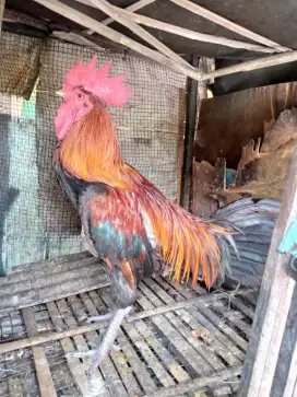 Jual ayam pelung