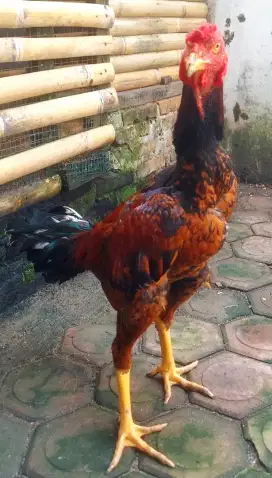 Ayam Trah Juara, Bulbi Jalu Lepek