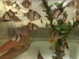 Ikan hias sebra