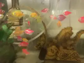 Ikan hias warna warni