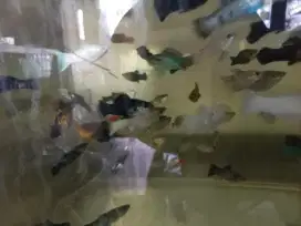 Ikan hias molly, melati