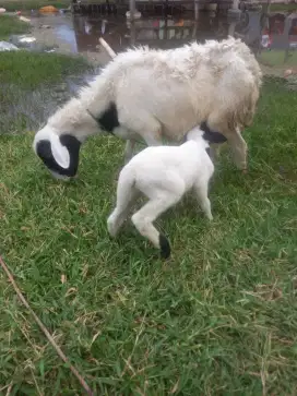 Kambing domba induk dan anak