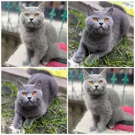 Kucing bsh (british shorthair)