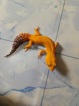 leopard gecko cakep