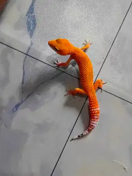 leopard gecko ciamik