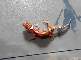 leopard gecko lucu