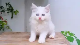 KUCING PERSIA MEDIUM BETINA 2 BULAN WHITE SOLID