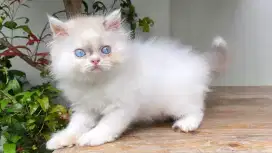 KUCING PERSIA MEDIUM JANTAN 2 BULAN RAGDOLL MIX