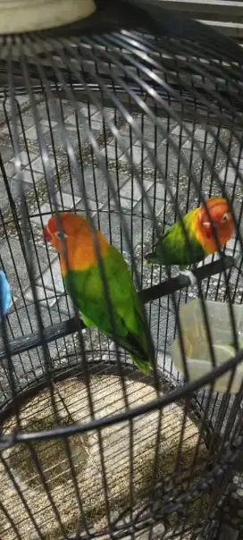 Jual burung Lovebird sepasang