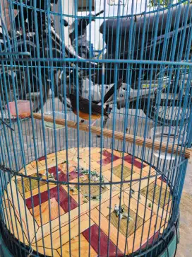 Burung murai batu trah juara + kandang bulat jumbo + krodong