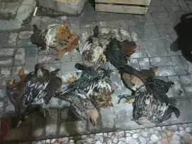 Ayam kampung Bekakak