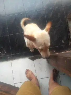 Anjing kintamani jantan