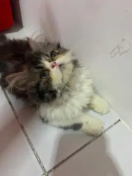 LA kitten Betina 5 bulan, flatnose, longhair