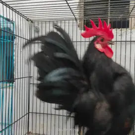 Ayam Hias Serama Sepasang Produksi