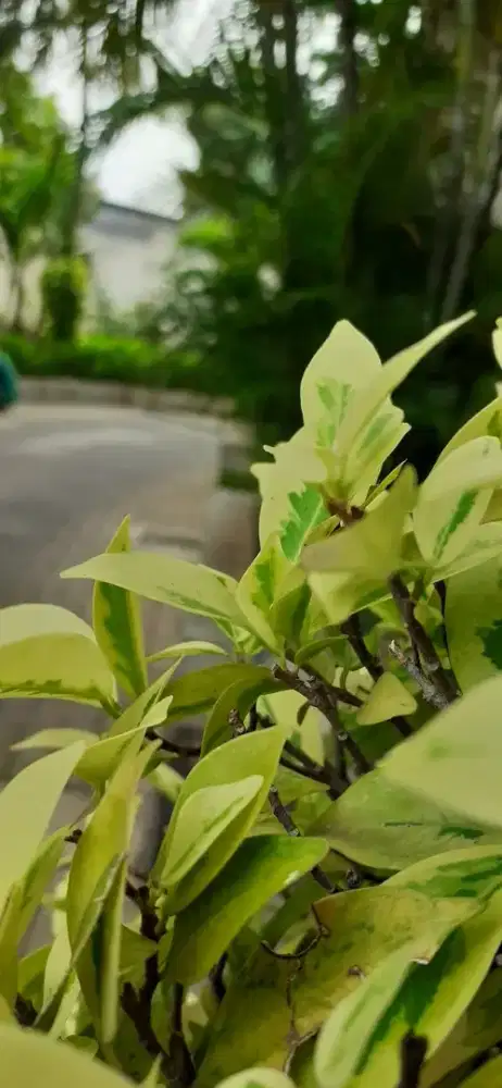 OPPO A9(1937) 128 GB • MULUS FULLSET