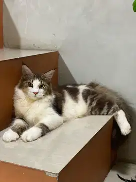 Kucing mainecoon bigsize