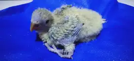 Baby Lovebird Non Klep