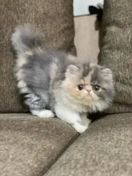 Kitten peaknose