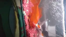 Ikan koi jenis warna merah